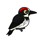Thumbnail of Birdorable Acorn Woodpecker 