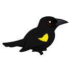 Thumbnail of Birdorable Yellow-shouldered Blackbird 