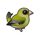 Thumbnail of Birdorable European Greenfinch 
