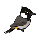 Thumbnail of Birdorable White-eared Bulbul 