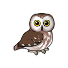 Thumbnail of Birdorable Northern Saw-whet Owl 