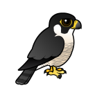 Thumbnail of Birdorable Peregrine Falcon 