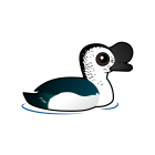 Thumbnail of Birdorable Knob-billed Duck 