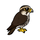 Thumbnail of Birdorable Saker Falcon 