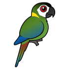 Thumbnail of Birdorable Golden-collared Macaw 