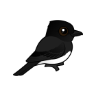 Thumbnail of Birdorable Black Phoebe 