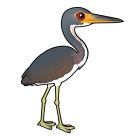 Thumbnail of Birdorable Tricolored Heron 