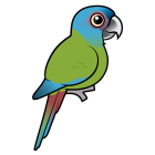 Thumbnail of Birdorable Blue-headed Macaw 