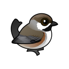 Thumbnail of Birdorable Boreal Chickadee 