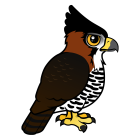 Thumbnail of Birdorable Ornate Hawk-Eagle 