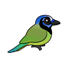 Thumbnail of Birdorable Green Jay 