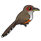 Thumbnail of Birdorable Puerto Rican Lizard-Cuckoo 