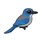 Thumbnail of Birdorable Woodhouse's Scrub-Jay 