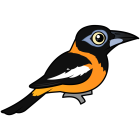 Thumbnail of Birdorable Venezuelan Troupial 