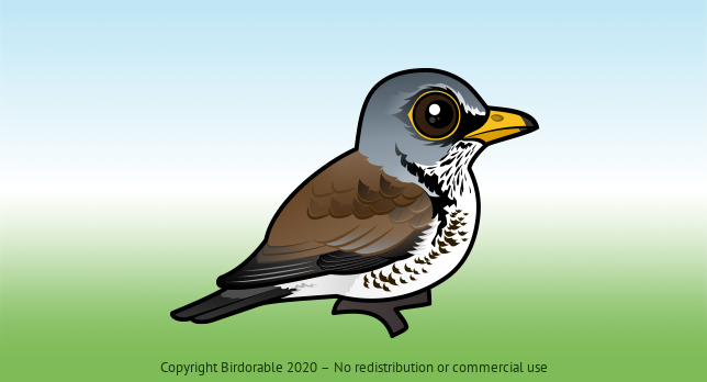 Birdorable Fieldfare 