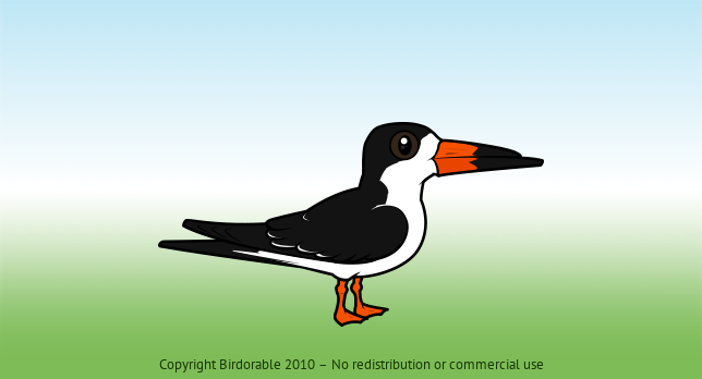 Birdorable Black Skimmer 