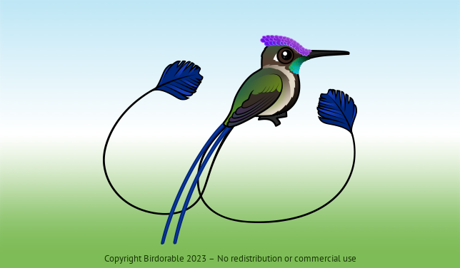Birdorable Marvelous Spatuletail 