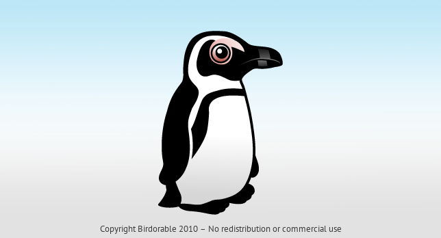 Birdorable African Penguin 