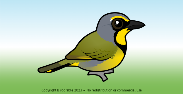 Birdorable Bokmakierie 
