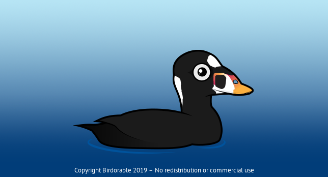 Birdorable Surf Scoter 
