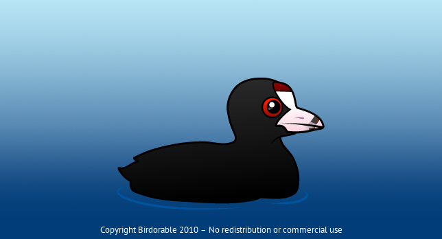 Birdorable American Coot 