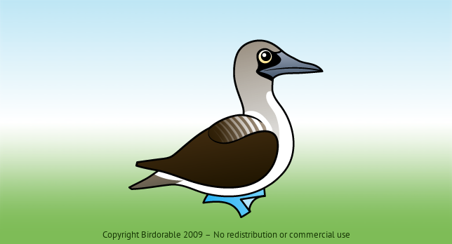 Birdorable Blue-footed Booby 