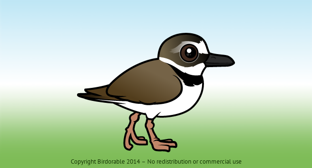 Birdorable Wilson's Plover 
