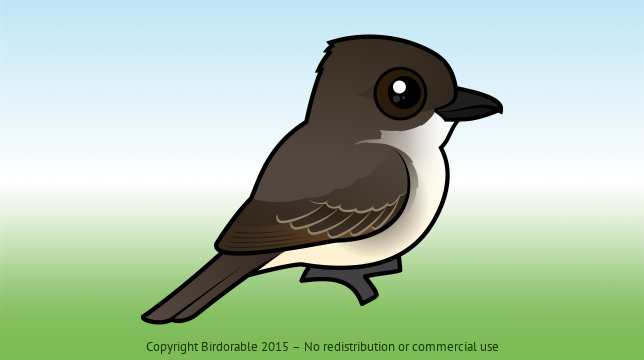 Birdorable Eastern Phoebe 