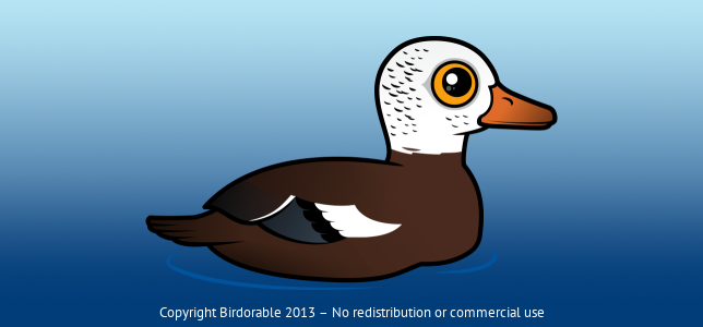 Birdorable White-winged Duck 