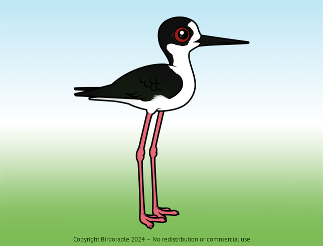 Birdorable Black-winged Stilt Male