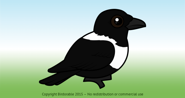Birdorable Pied Crow 