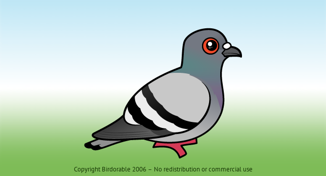 Birdorable Rock Pigeon 