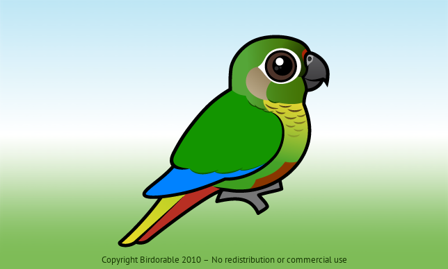 Birdorable Maroon-bellied Parakeet 
