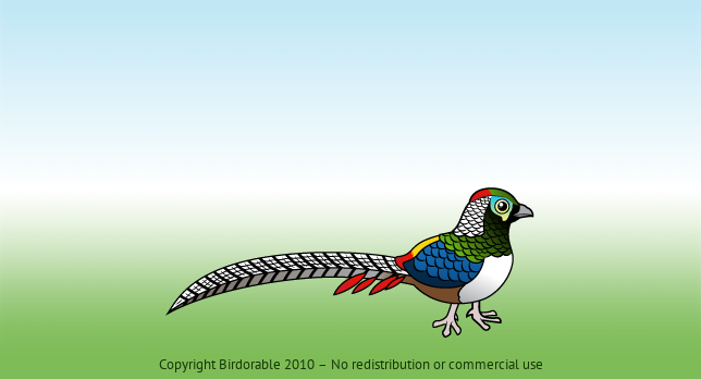 Birdorable Lady Amherst's Pheasant 