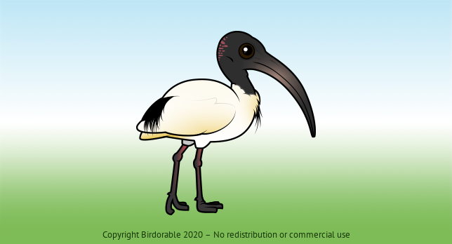 Birdorable Australian Ibis 
