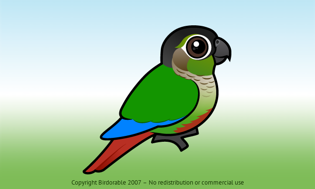 Birdorable Green-cheeked Parakeet 