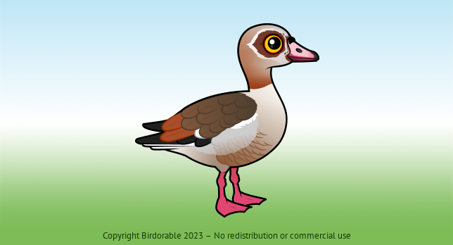 Birdorable Egyptian Goose