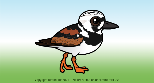 Birdorable Ruddy Turnstone 