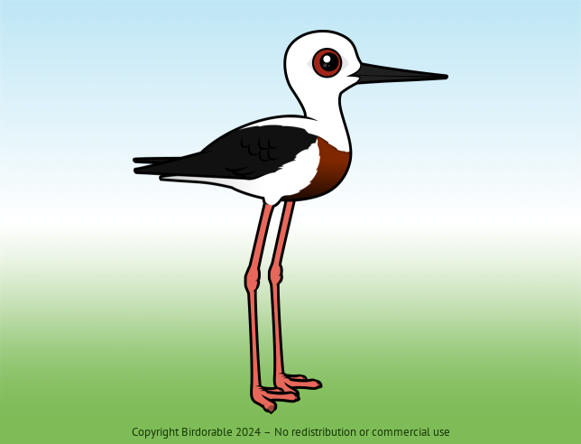 Birdorable Banded Stilt 