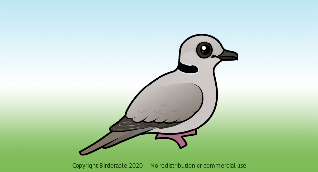 Birdorable Ring-necked Dove 