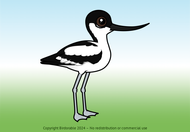 Birdorable Pied Avocet 