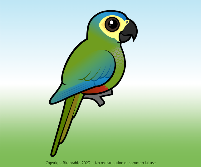 Birdorable Red-bellied Macaw 