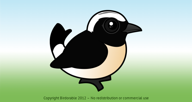 Birdorable Cyprus Wheatear 