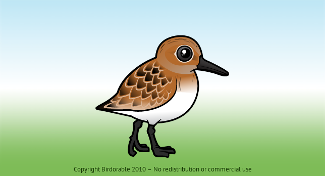 Birdorable Sanderling 