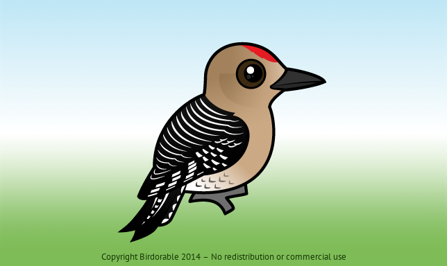 Birdorable Gila Woodpecker 
