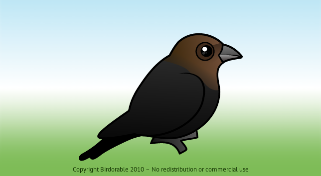 Birdorable Brown-headed Cowbird 