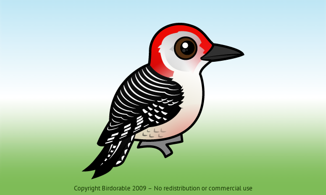 Birdorable Red-bellied Woodpecker 