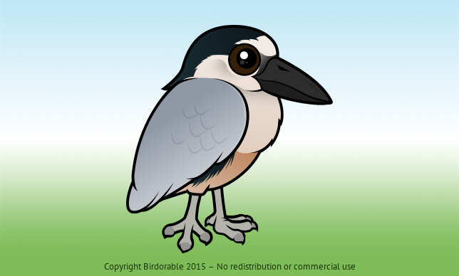 Birdorable Boat-billed Heron 