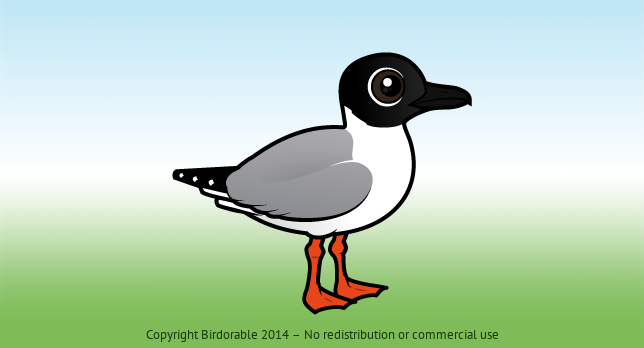 Birdorable Bonaparte's Gull 