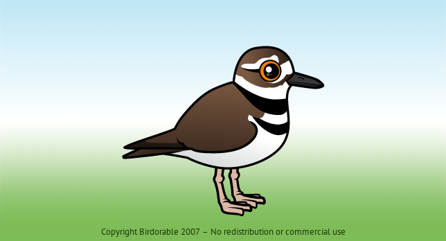Birdorable Killdeer 